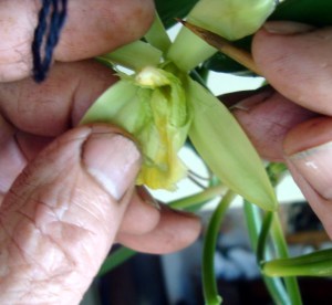 pollinisation manuelle de la vanille